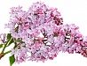 Цветы -1