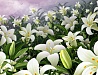 Цветочный фон - 73